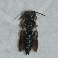 Coelioxys modestus
