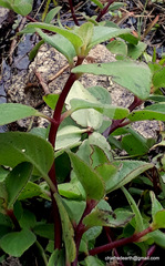 Coleus