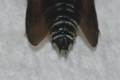 Coelioxys modestus
