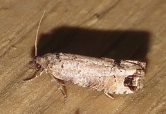 Notocelia culminana