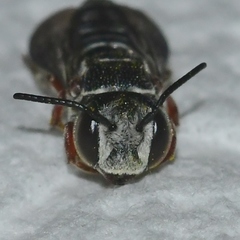 Coelioxys modestus