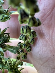 Ambrosia trifida trifida