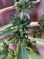 Ambrosia trifida trifida