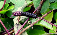 Coleus
