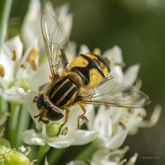 Helophilus latifrons