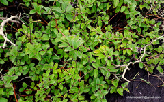Coleus