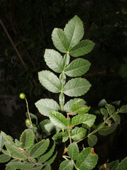 Bursera tomentosa