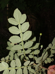 Bursera tomentosa