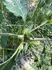 Ambrosia trifida trifida