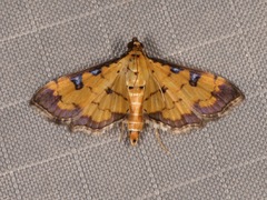 Ategumia ebulealis