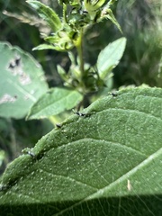 Ambrosia trifida trifida