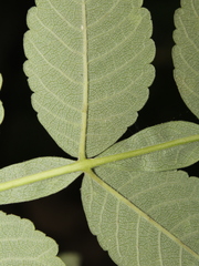 Bursera tomentosa