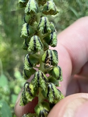 Ambrosia trifida trifida