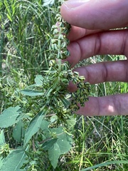 Ambrosia trifida trifida