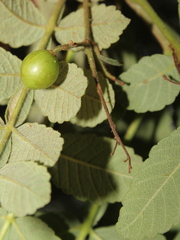 Bursera tomentosa