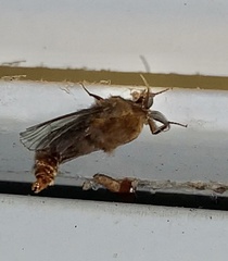 Thyridopteryx ephemeraeformis