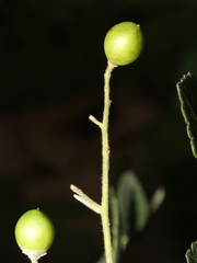 Bursera tomentosa