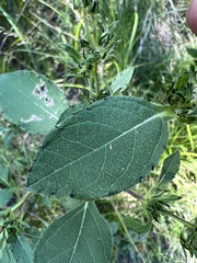 Ambrosia trifida trifida