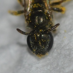Lasioglossum imitatum