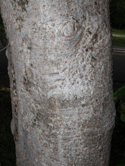 Bursera tomentosa