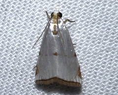 Argyria lacteella