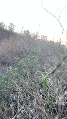 Funastrum heterophyllum