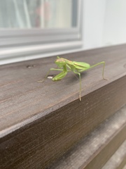 Tenodera angustipennis