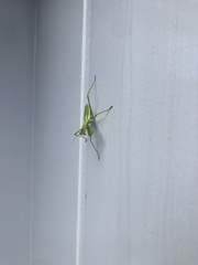 Tenodera angustipennis