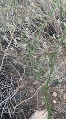 Funastrum heterophyllum