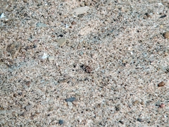 Cicindela hirticollis