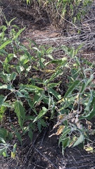 Ambrosia ambrosioides