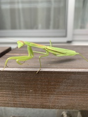 Tenodera angustipennis