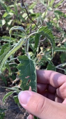 Ambrosia ambrosioides