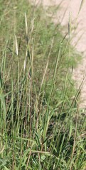 Bothriochloa