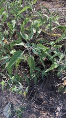 Ambrosia ambrosioides