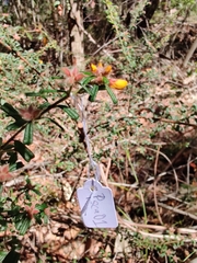Pultenaea scabra