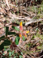 Pultenaea scabra