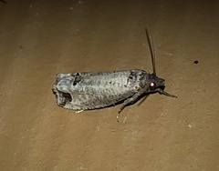 Notocelia culminana
