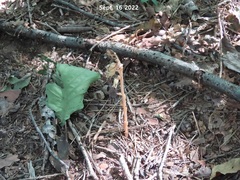 Monotropa hypopitys