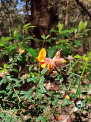 Pultenaea scabra