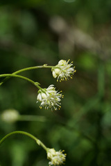 Triantha glutinosa