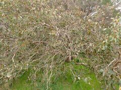 Eucalyptus cosmophylla