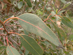 Eucalyptus cosmophylla