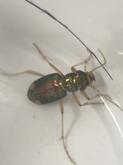 Tetracha carolina