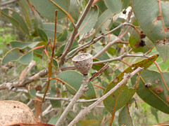 Eucalyptus cosmophylla