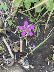 Geranium caespitosum