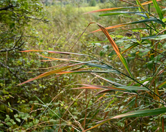 Phragmites australis americanus