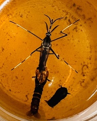 Toxorhynchites speciosus