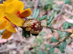 Paropsis maculata