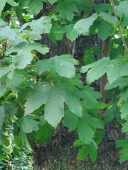 Acer pseudoplatanus